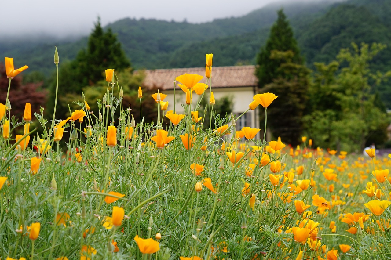 如何使用链接建设来优化SEO